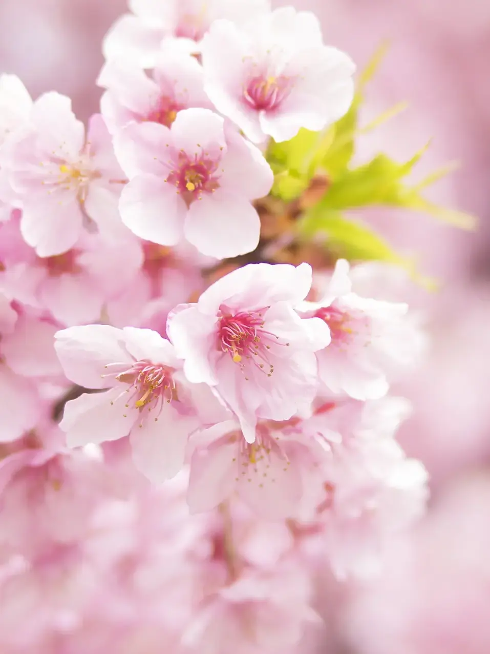 sakura_p의 Teach Me, Sensei