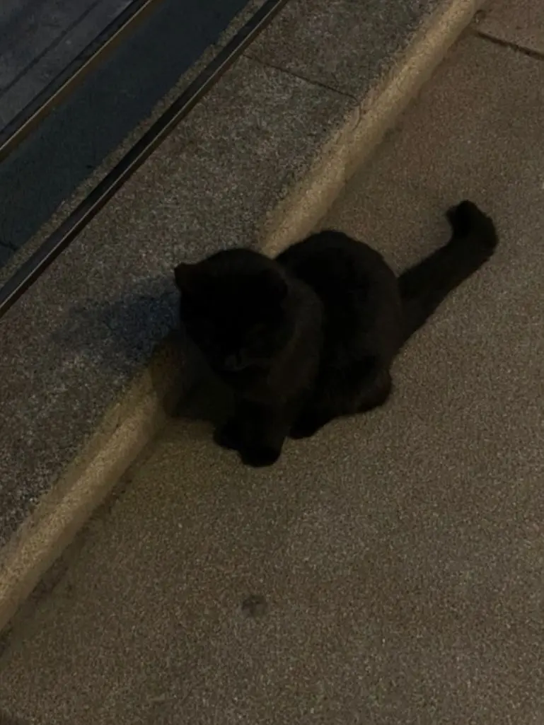 shawdowmilkcookieiloveyou의 Mini cat sadowmilk쿠키