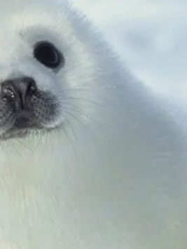 omuraisutabetainaaaaaa의 アザラシ