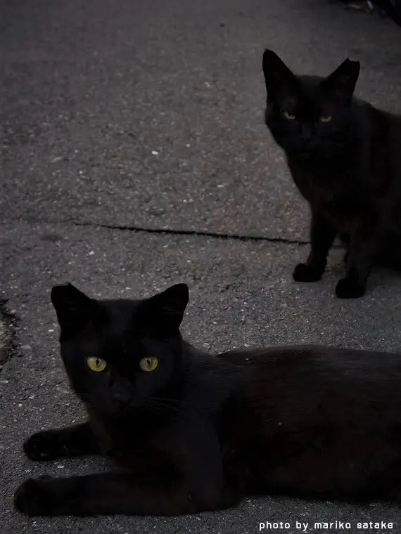 GiddySkin4993의 ミニノクスが家に来た！？