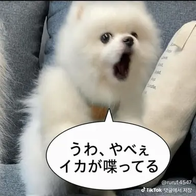 Profile image of ヌクテ