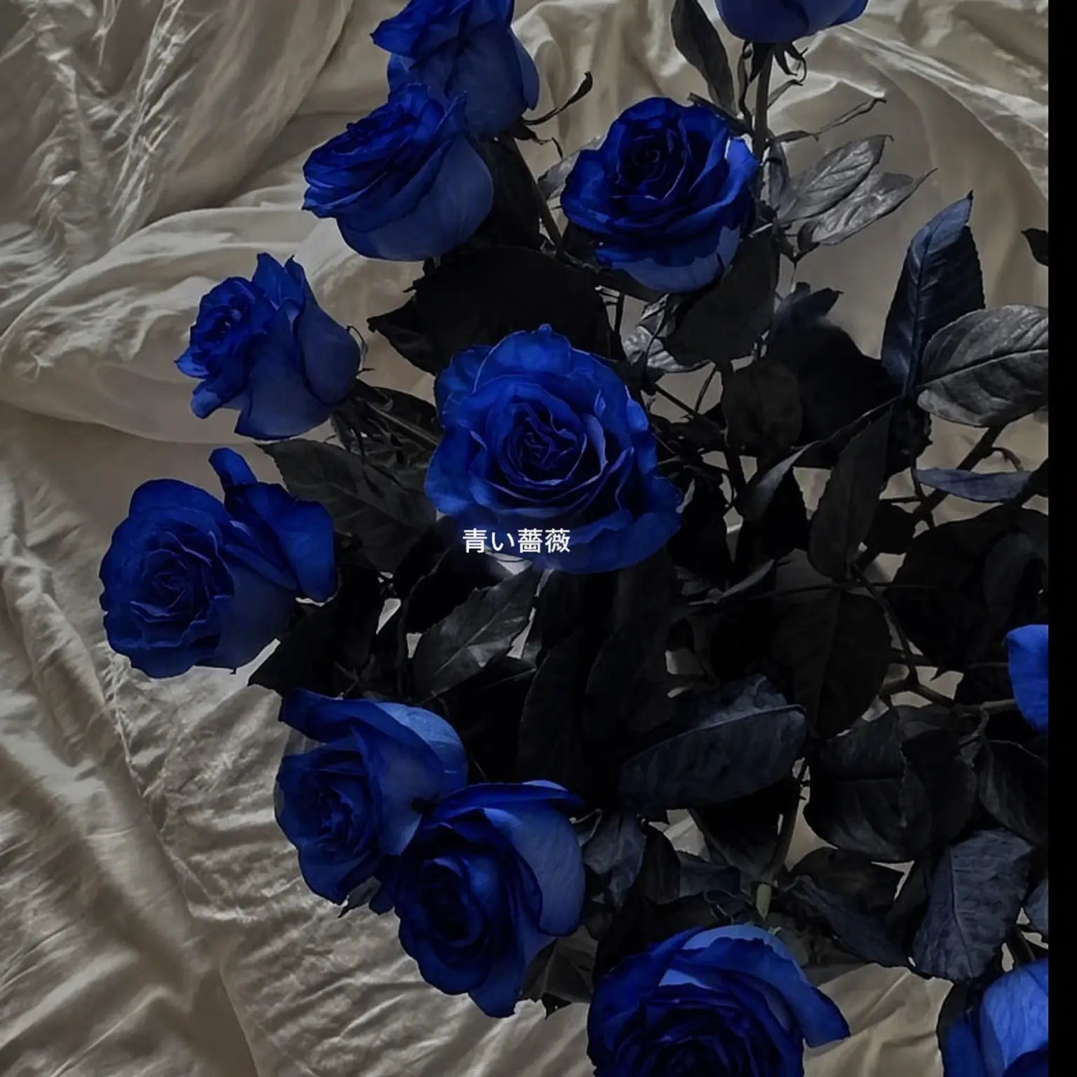 Loveyouas의 イ・セナ