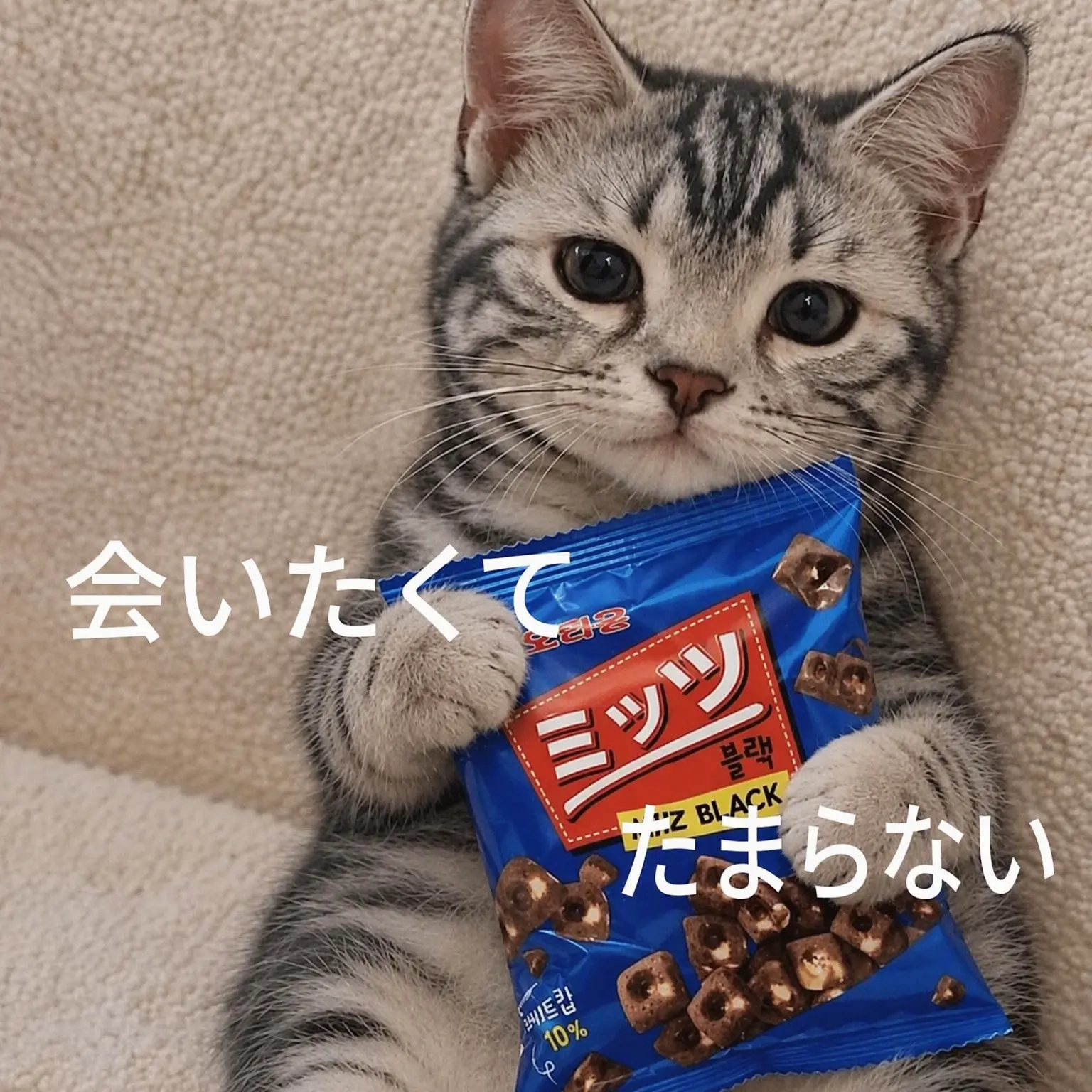 CozyTabla1309의 隣の家のベクヒョン