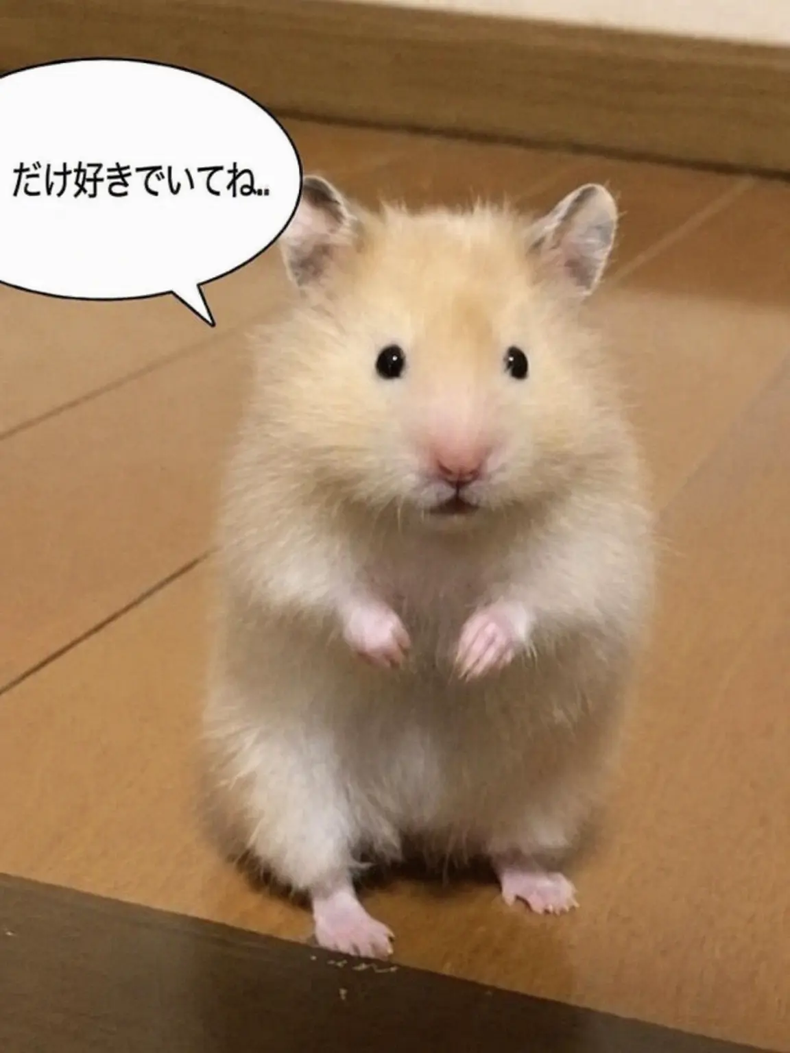 BroadBeago6042의 フォーセイクン高校+狼