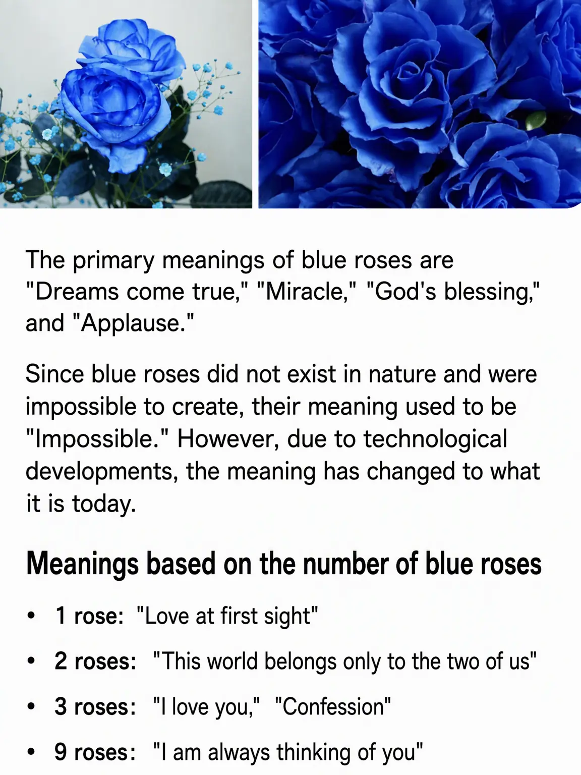 JustRack9065의 Blue Rose