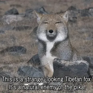 Profile image of Fox