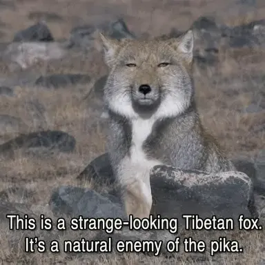 Profile image of Fox