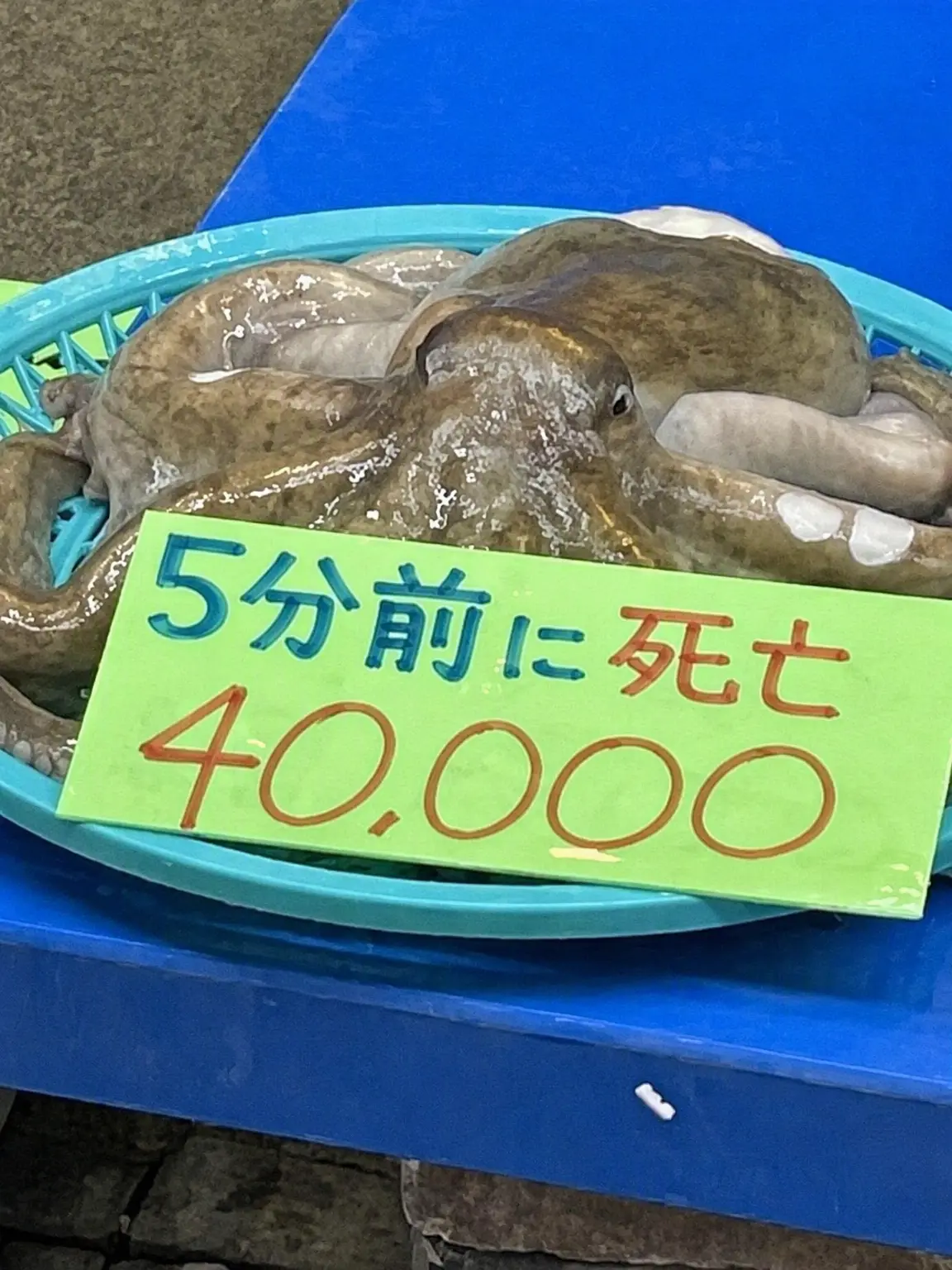 Cyclops의 タコを育ててみたら (個人用)