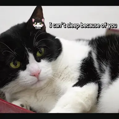 Profile image of Leo