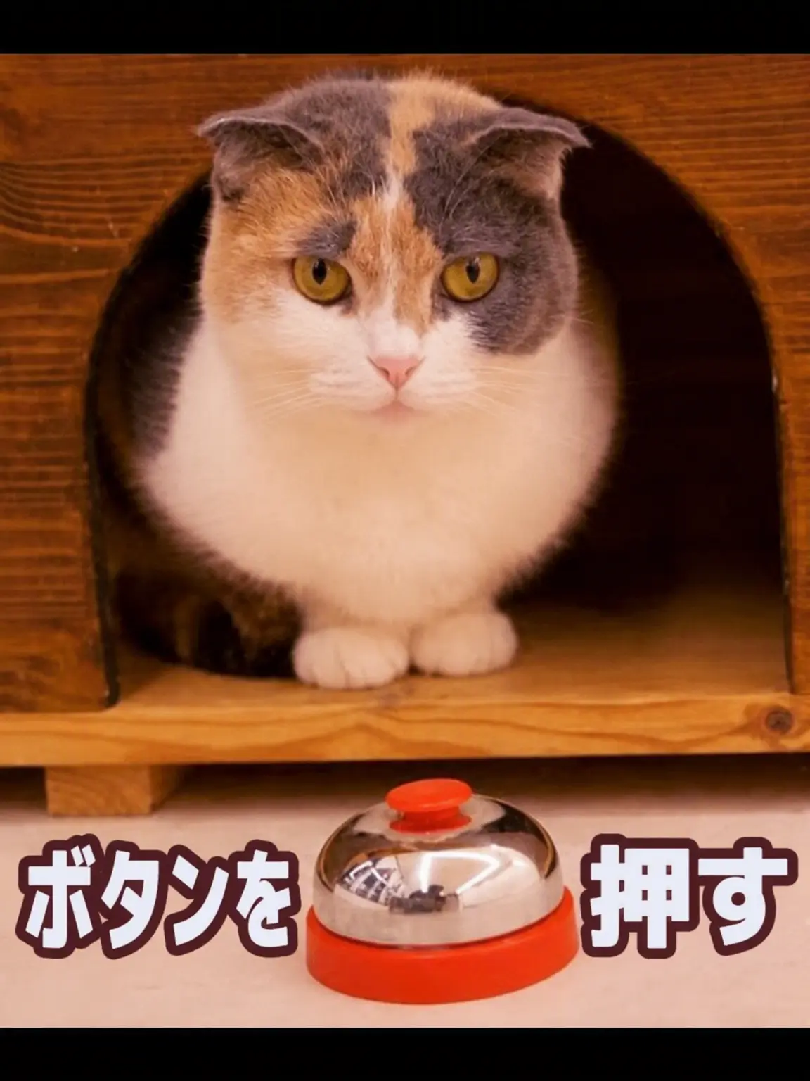 PointyPlank4087의 猫の散歩