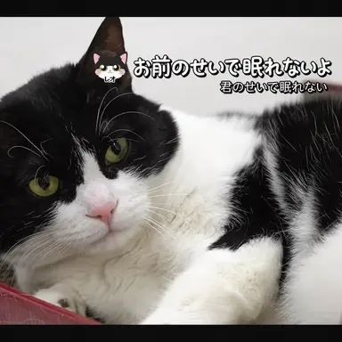 Profile image of レオ
