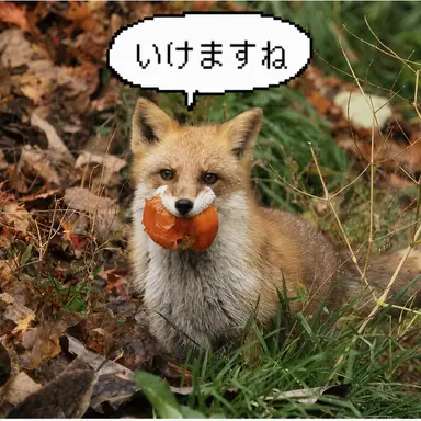 Profile image of テイルフォックスクッキー