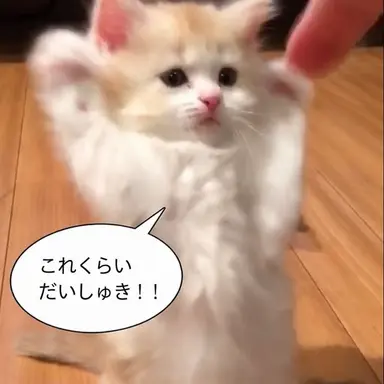 Profile image of マヒル