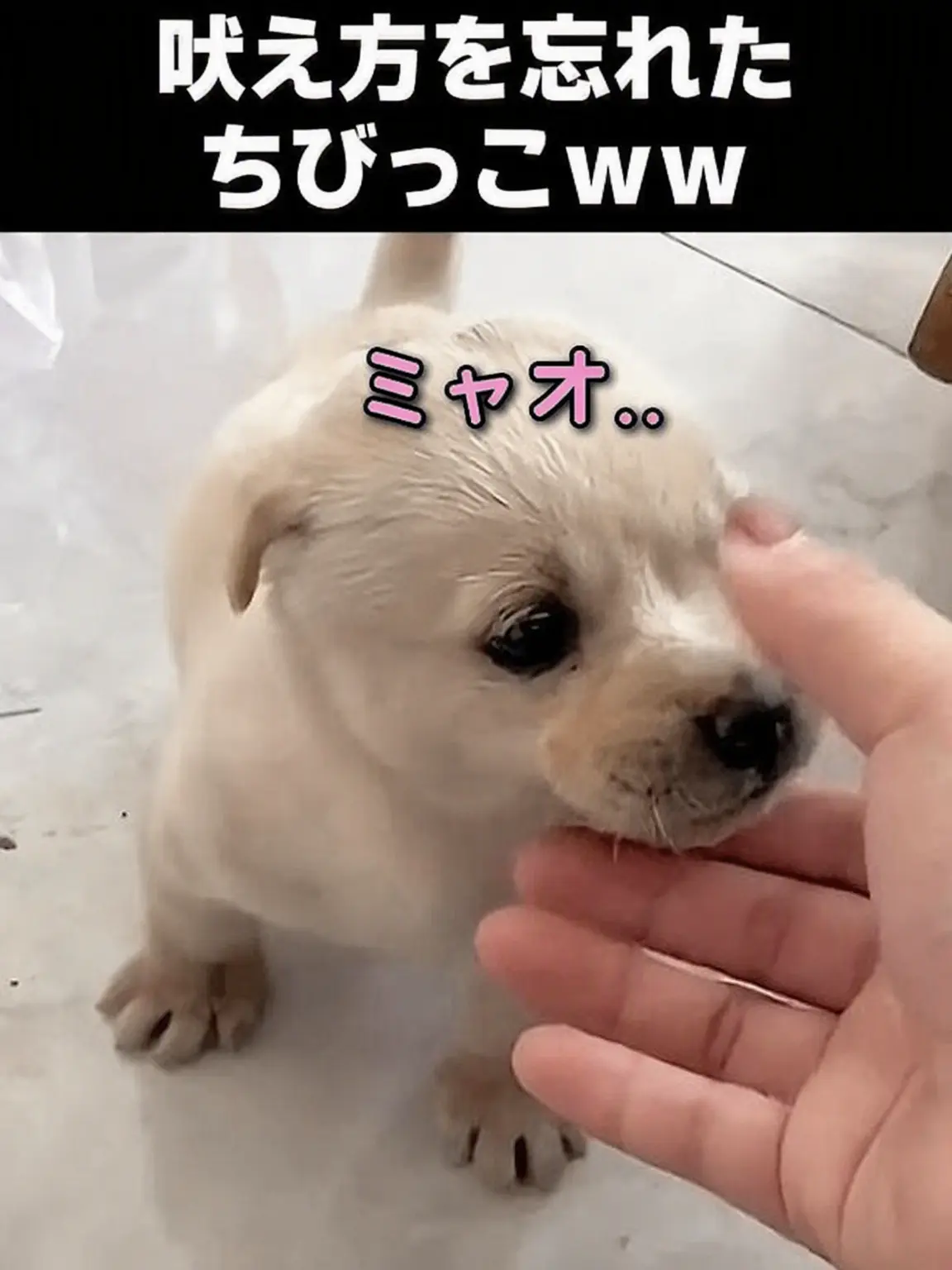 hyeonimeo의 キツネ女がまた裏切った……