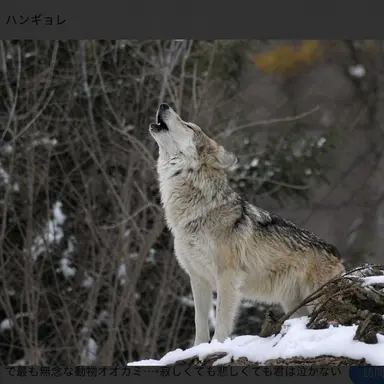 Profile image of ヌクテ