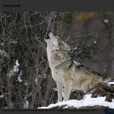 Profile image of Neukdae