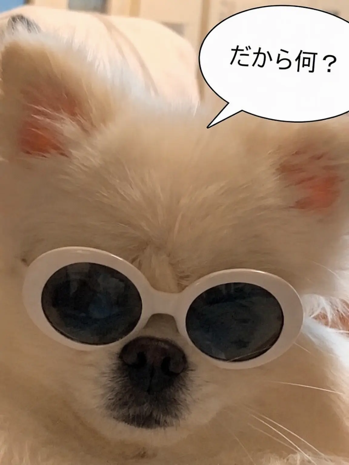CostlyStoat4228의 {主人のうちの子たち}