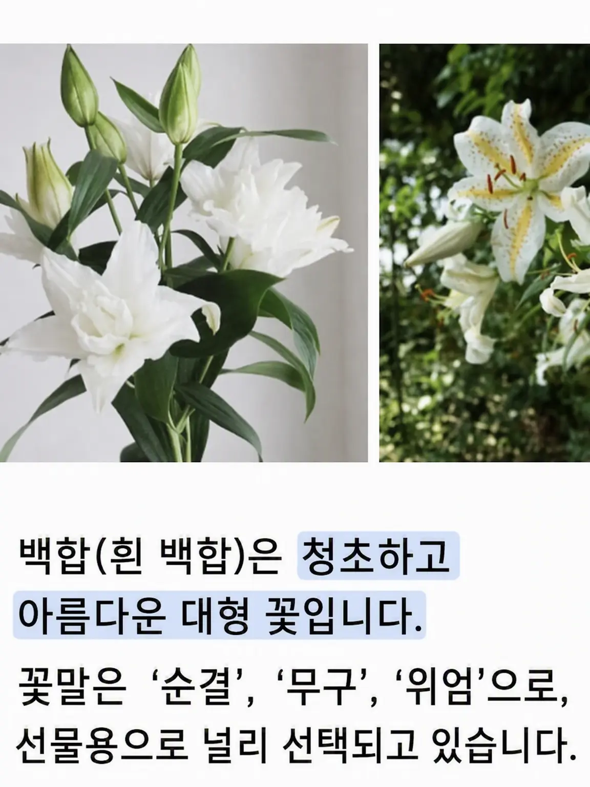 yunano1x1x1x1의 그 꽃이 피는 언덕에서, 너와 다시 만날 수 있다면.