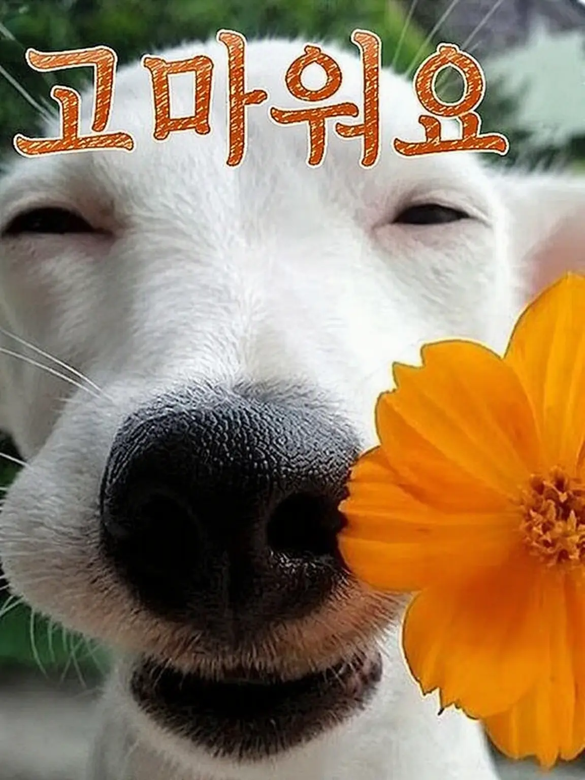 jeidsks491의 빨리 겨울이 왔으면 하는 마음으로 만듦