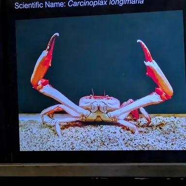 Profile image of Crab