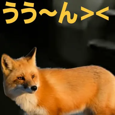 Profile image of ヨウ