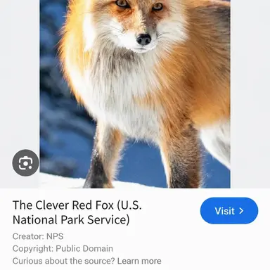 Profile image of Fox