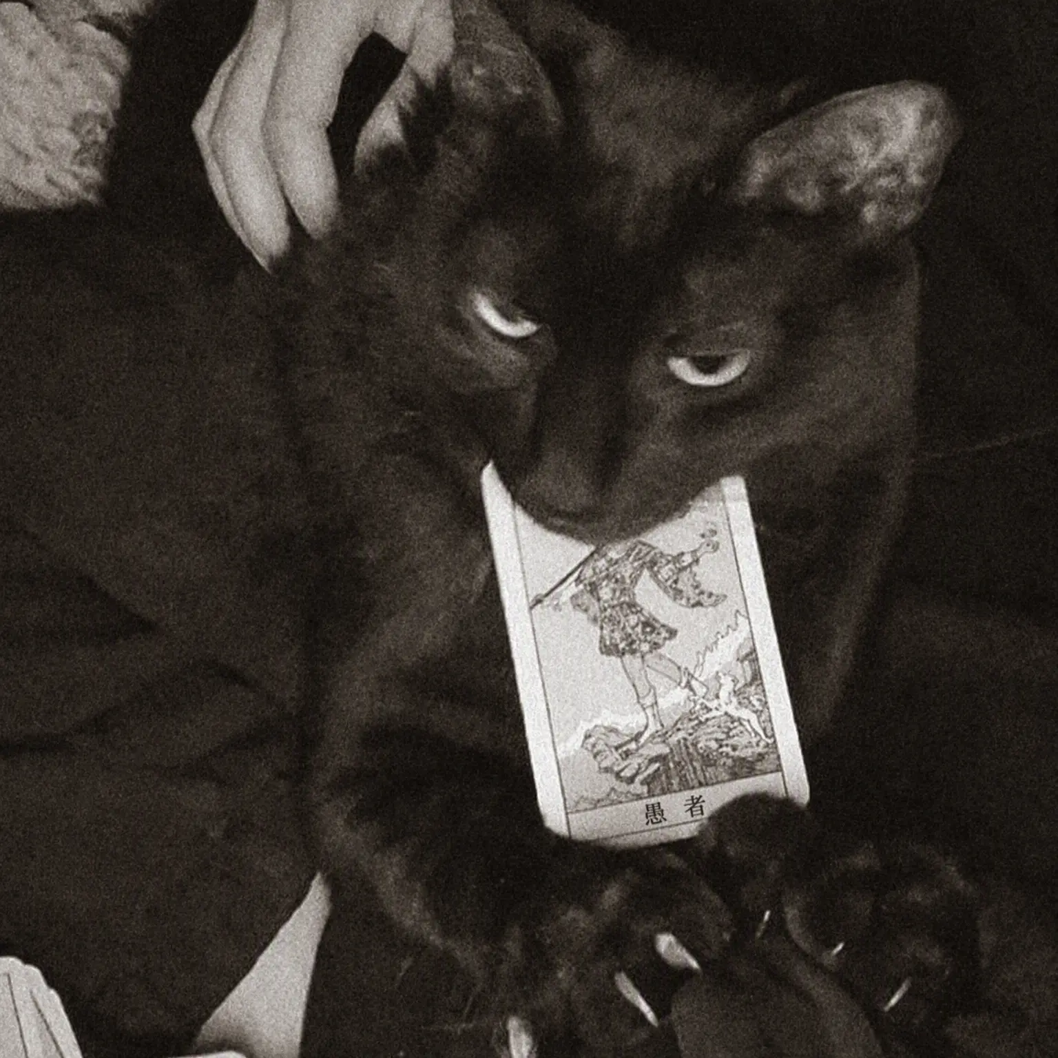 zmeow의 ᅠᅠᅠᅠᅠᅠᅠ