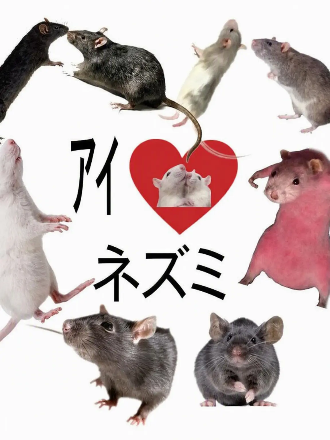 PoorViola9138의 ドブネズミ