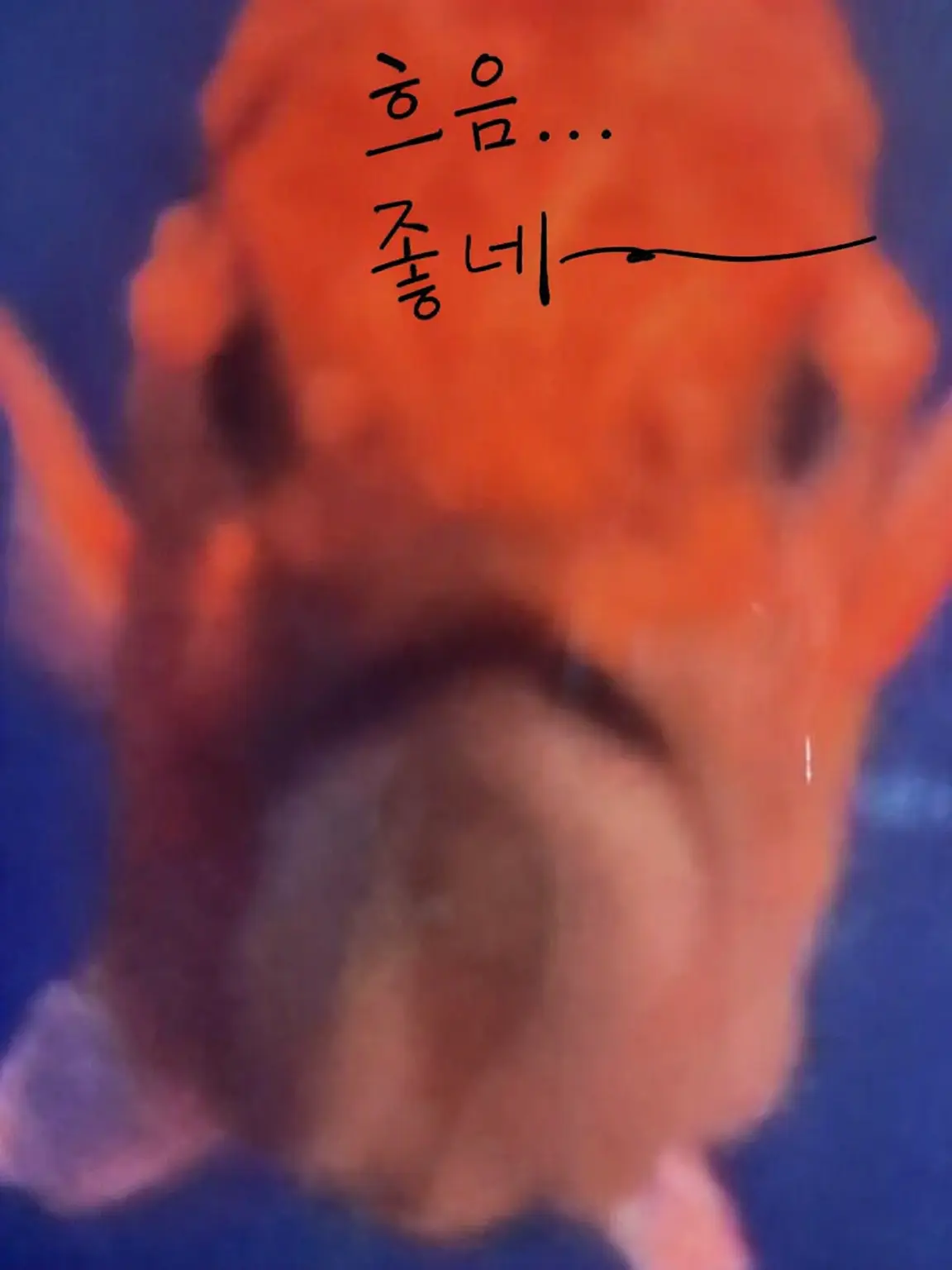 Lpx_0r의 OC 쉐어하우스