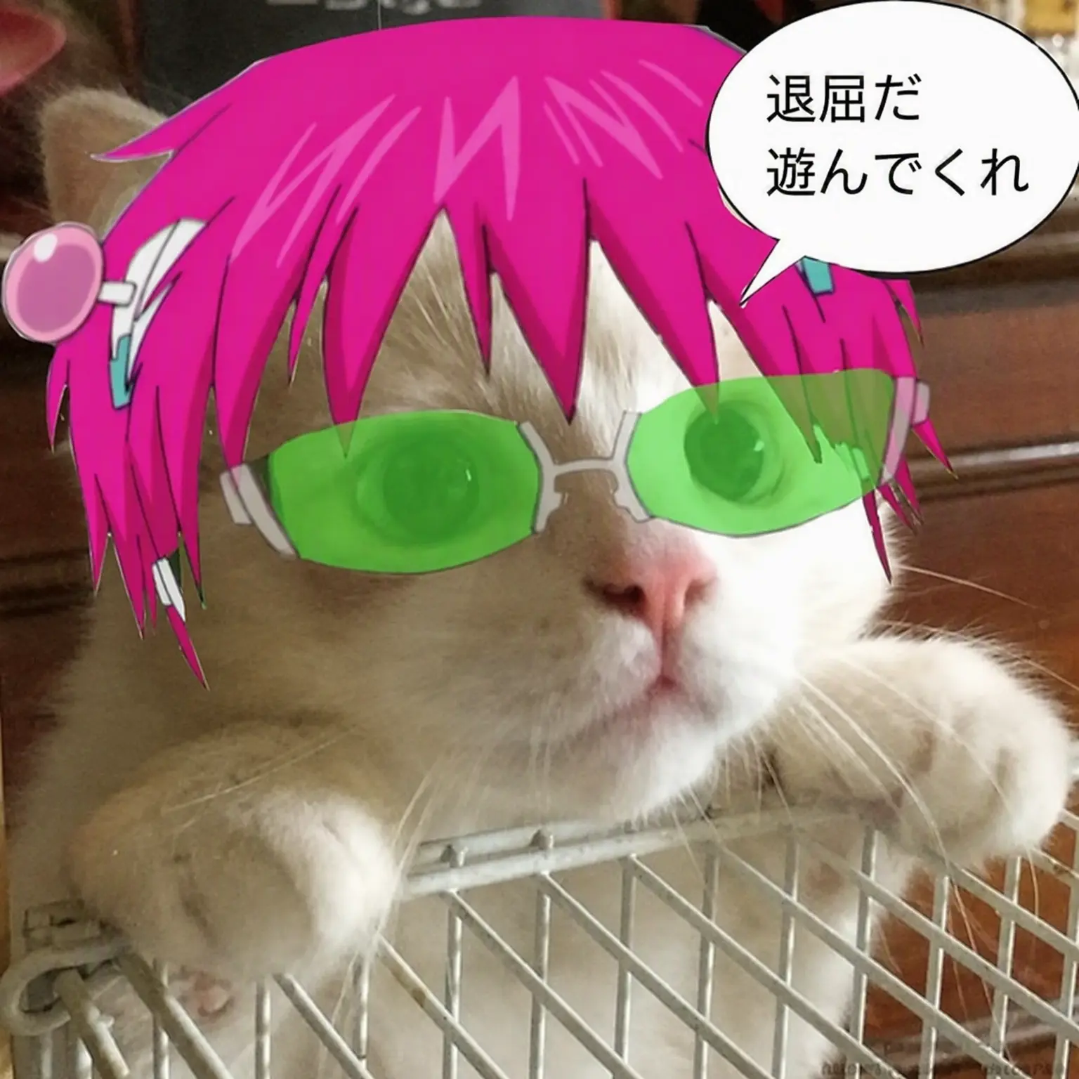 BriskMule0655의 くーちゃん