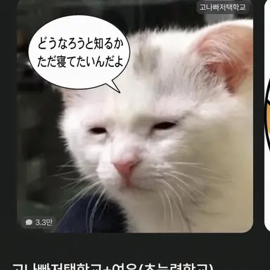 Profile image of 狐