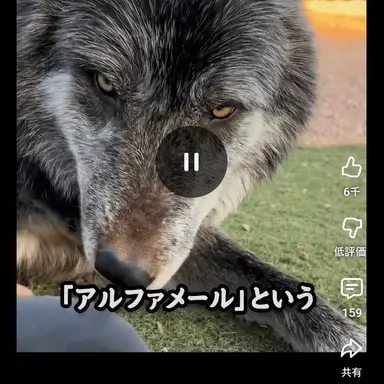 Profile image of ヌクテ