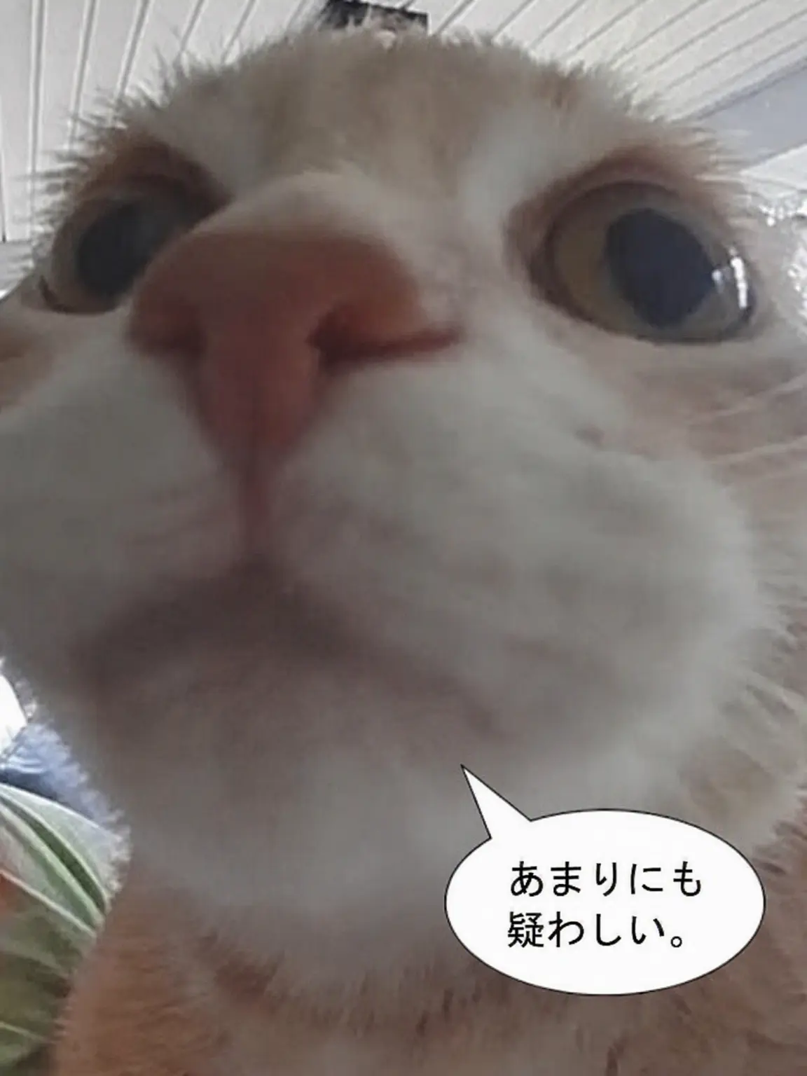 Iamgoodatraisingthetaste의 家族たち