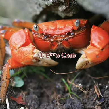 Profile image of Lewd Crab