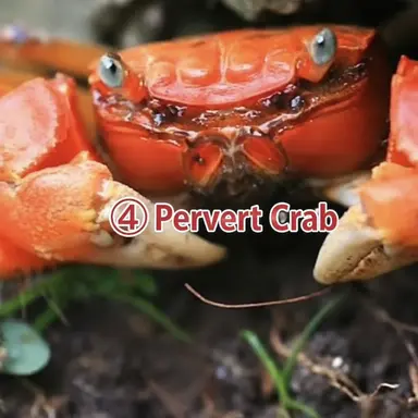 Profile image of Pervert Crab