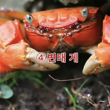 Profile image of 변태 게