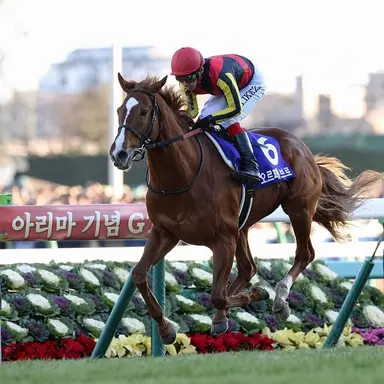 Profile image of 오르페브르