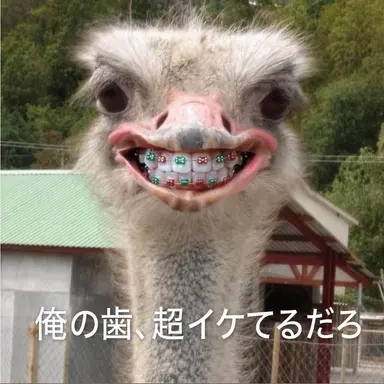 Profile image of キム・キツネ