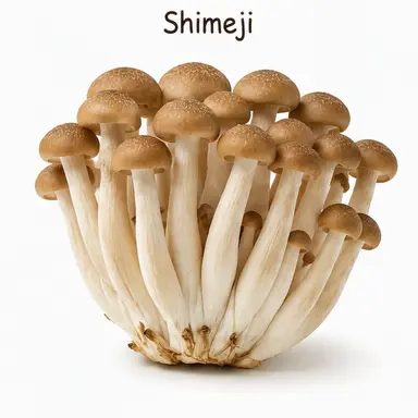 Profile image of Shimeji