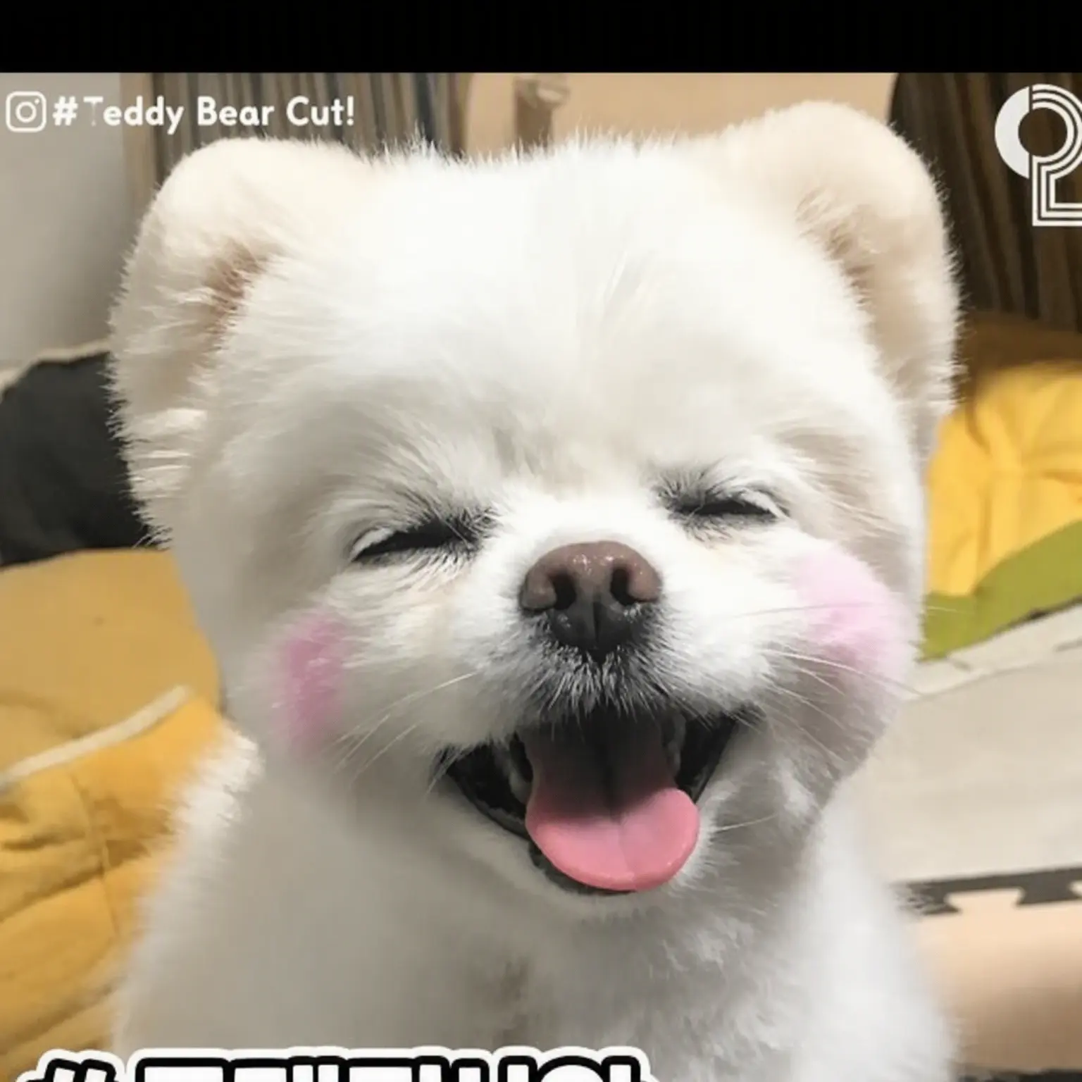 PutridCost9266의 Stray Puppy RPG