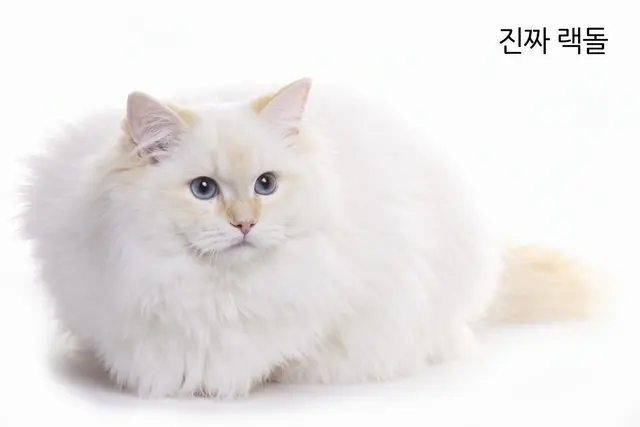 Profile image of 아키라