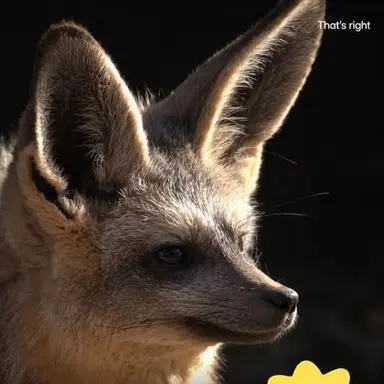 Profile image of Fox
