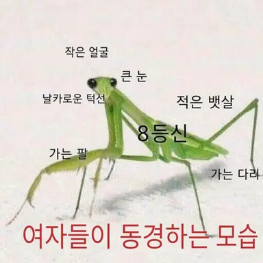 Profile image of 마메시바 시라하