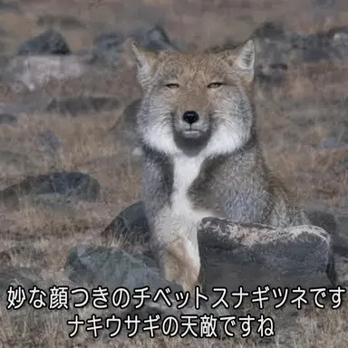 Profile image of オオカミ