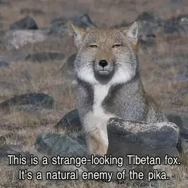 Profile image of Wolf