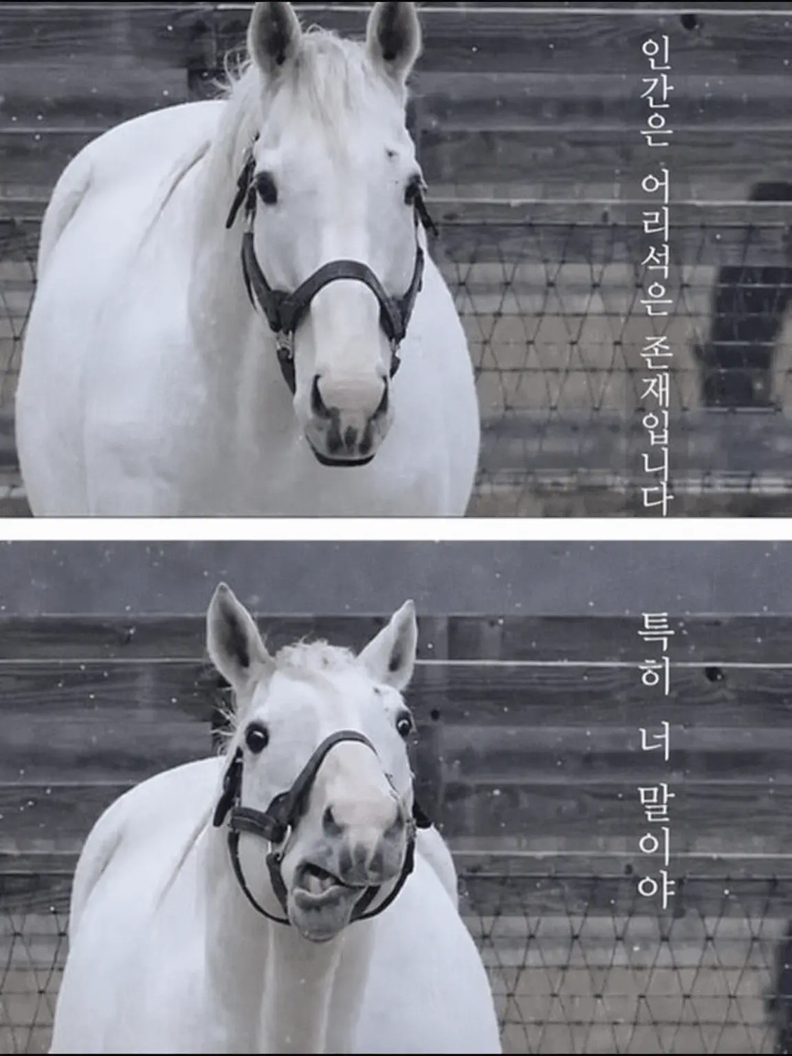TomatoJuice114514의 여우야! 거기서 비켜!!