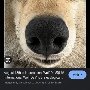Profile image of Wolf
