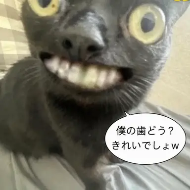 Profile image of ヨウ