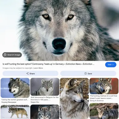 Profile image of Wolf