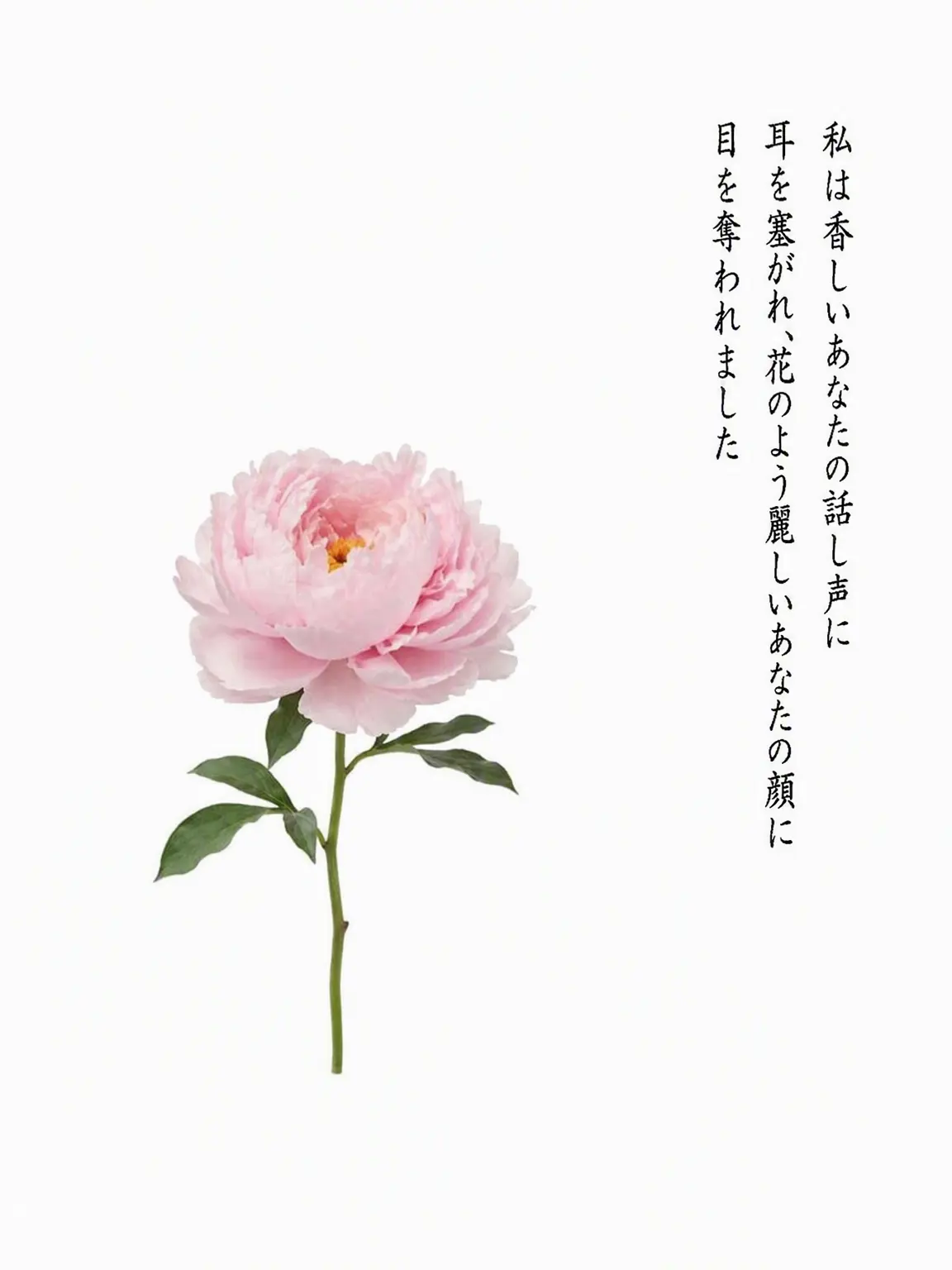 Sharp7942의 右往左往